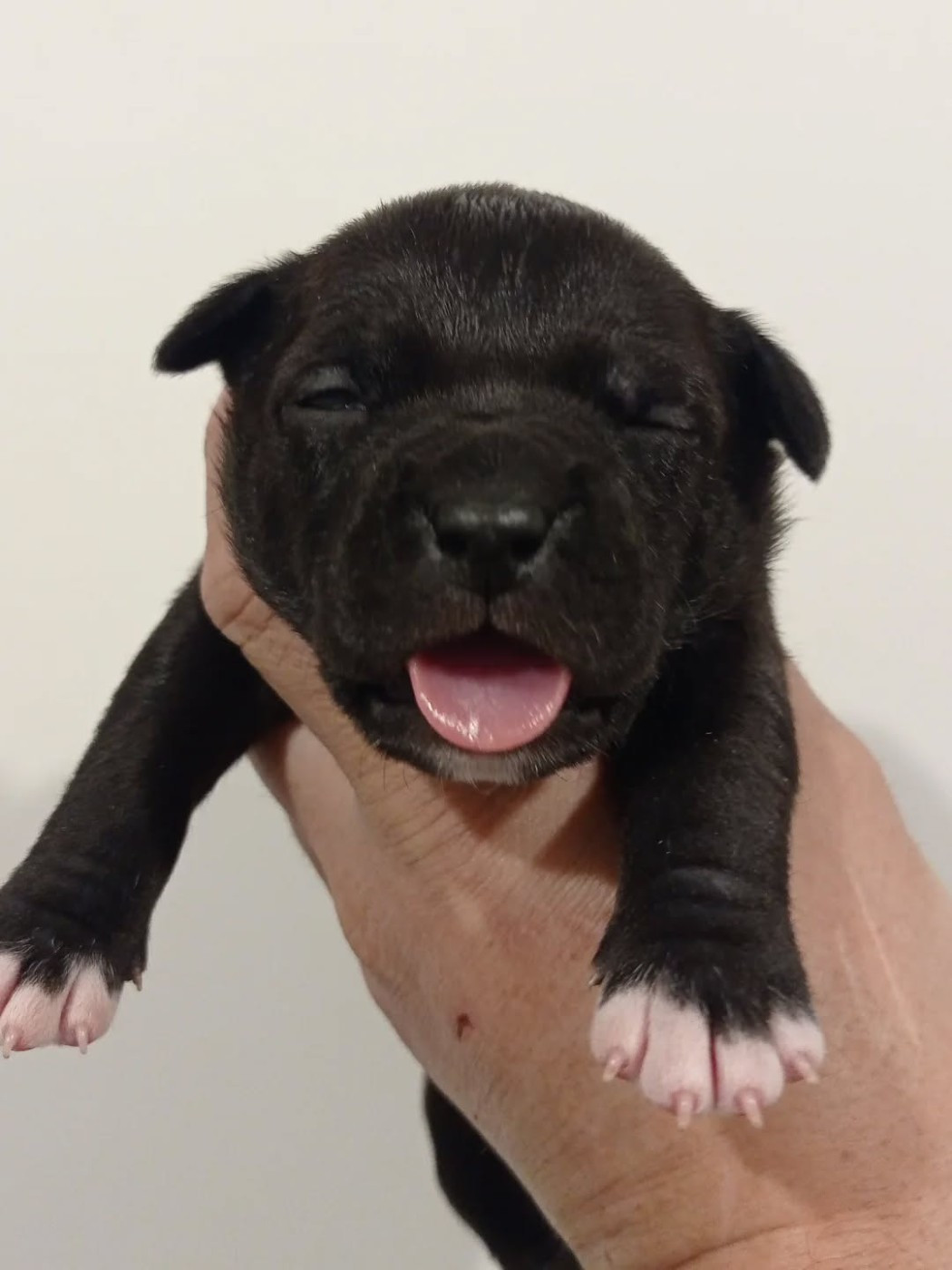 Dog's Rider  - Chiots disponibles - American Staffordshire Terrier