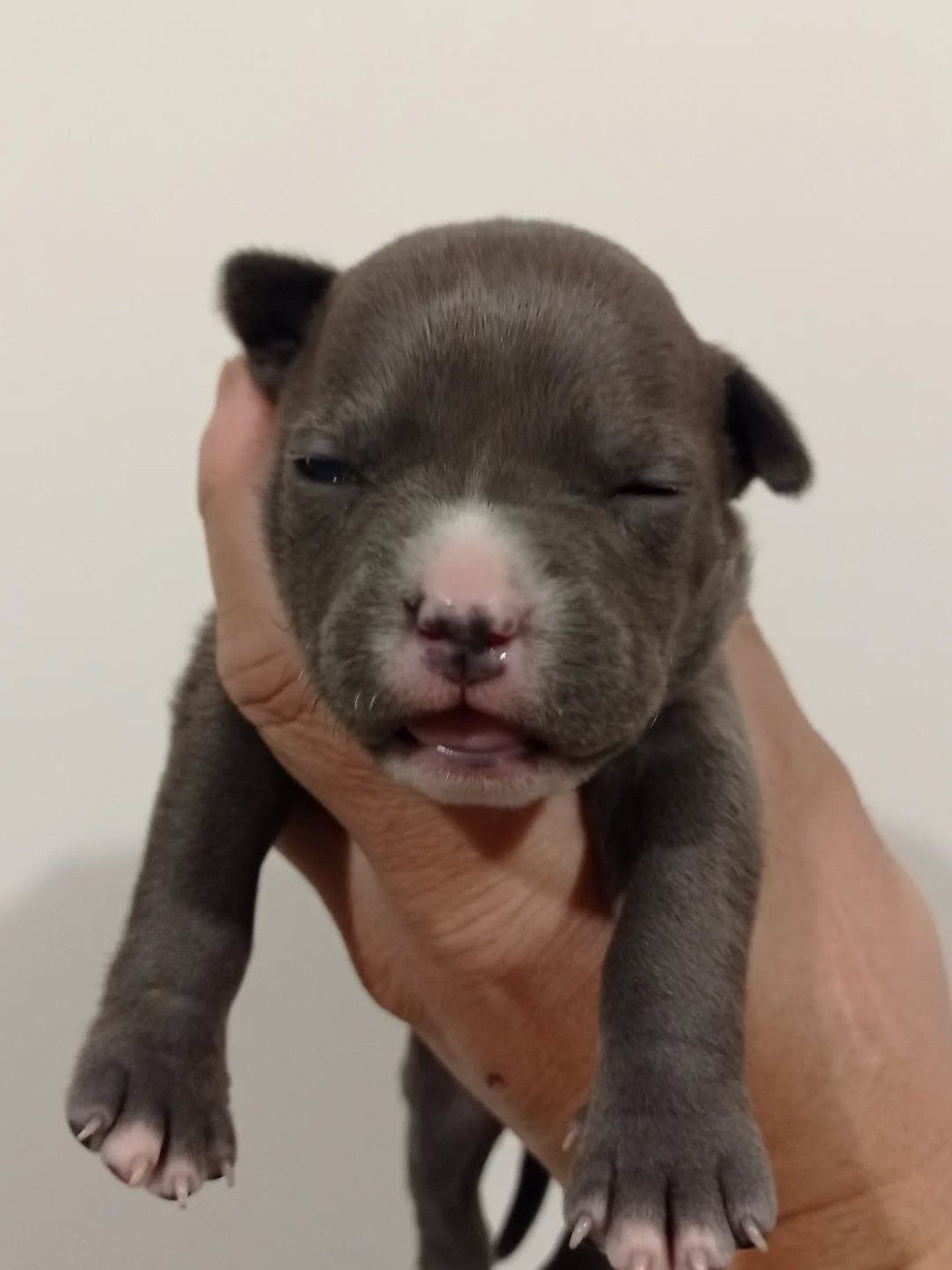 Dog's Rider  - Chiots disponibles - American Staffordshire Terrier