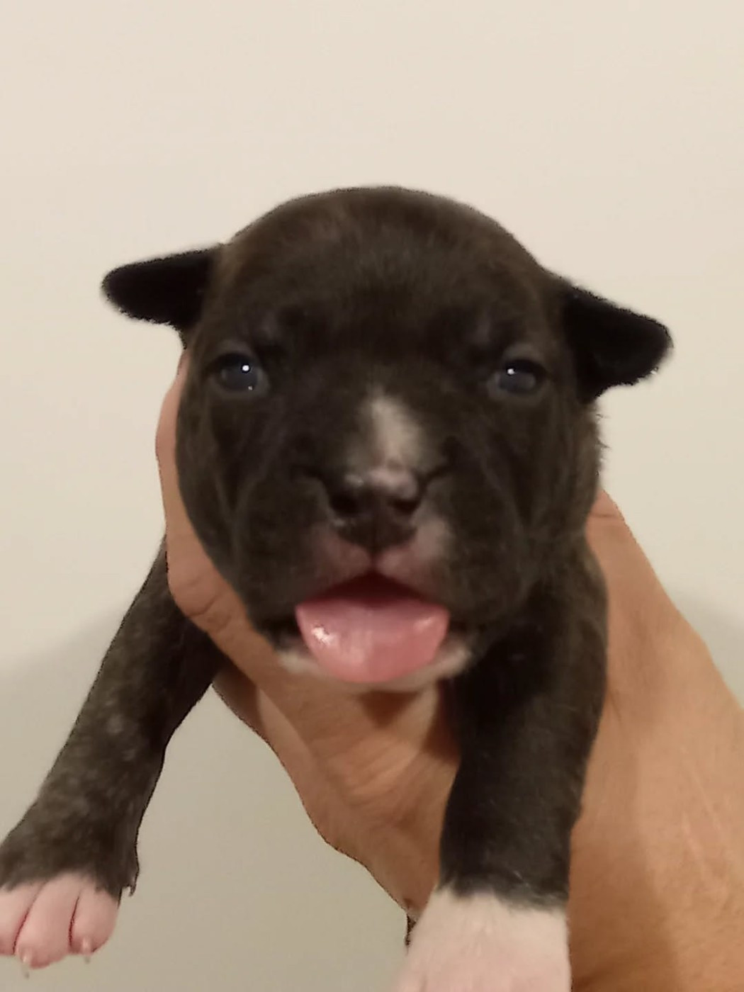 Dog's Rider  - Chiots disponibles - American Staffordshire Terrier