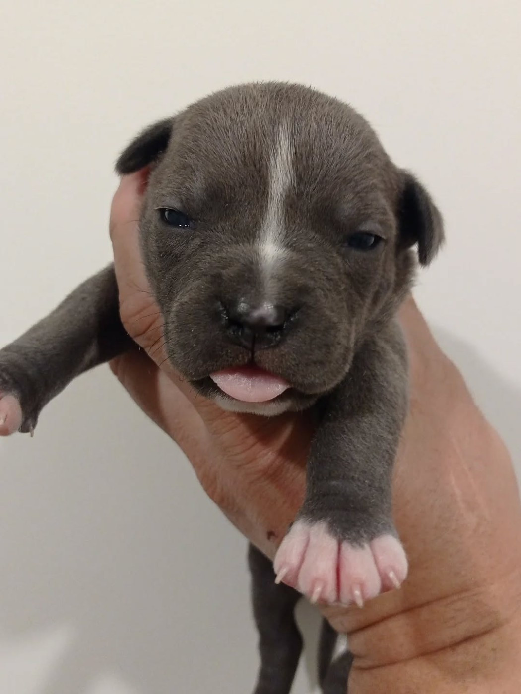 Dog's Rider  - Chiots disponibles - American Staffordshire Terrier