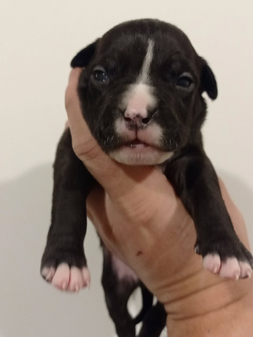 Dog's Rider  - Chiots disponibles - American Staffordshire Terrier