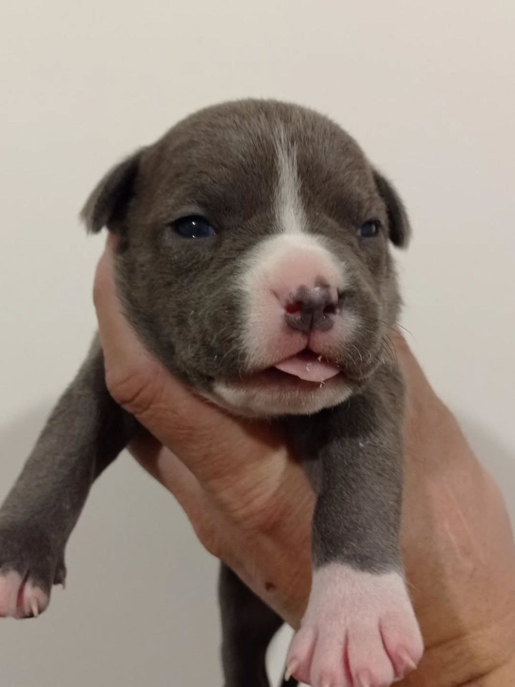 Dog's Rider  - Chiots disponibles - American Staffordshire Terrier