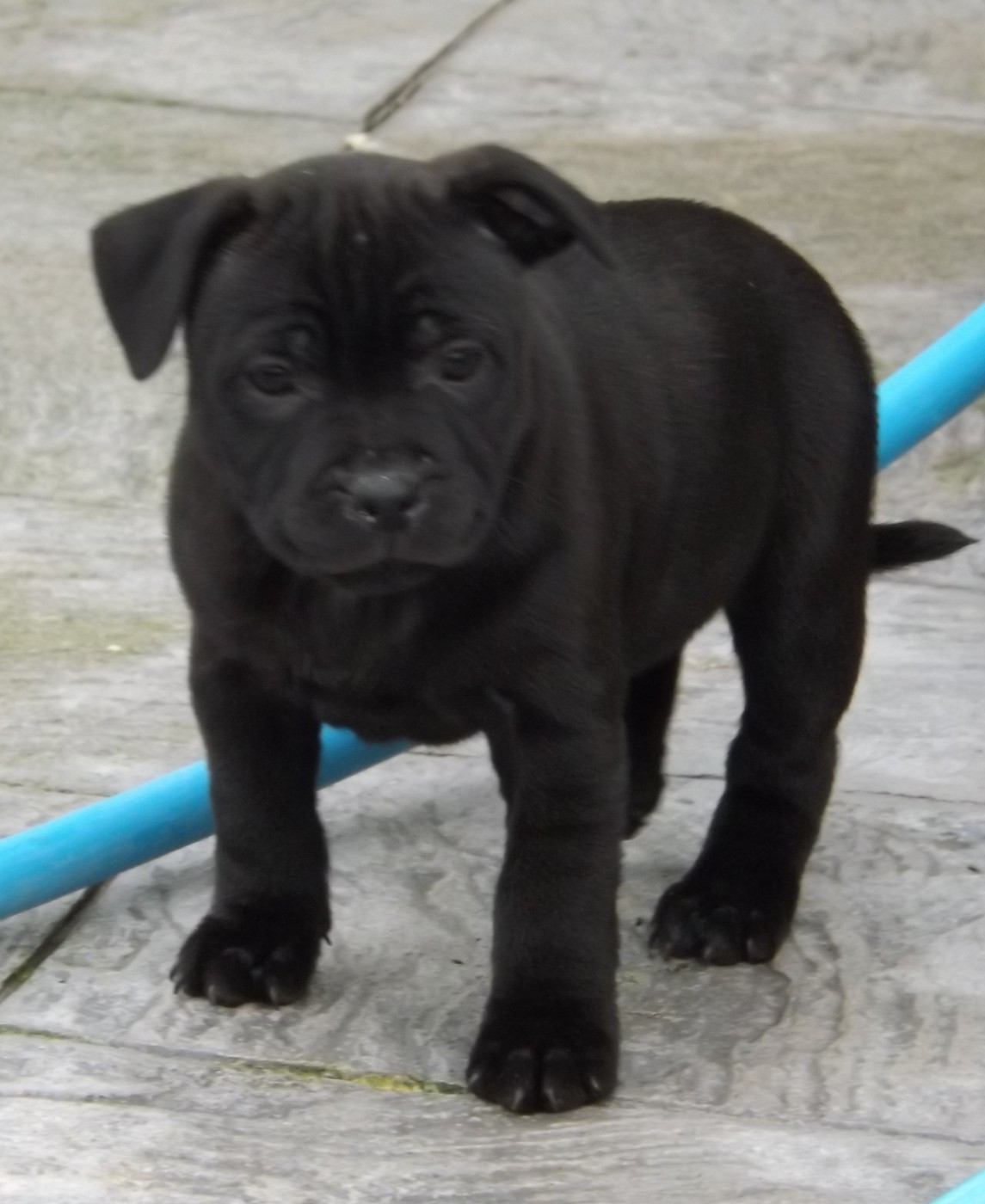 Dog's Rider  - Staffordshire Bull Terrier - Portée née le 03/12/2025