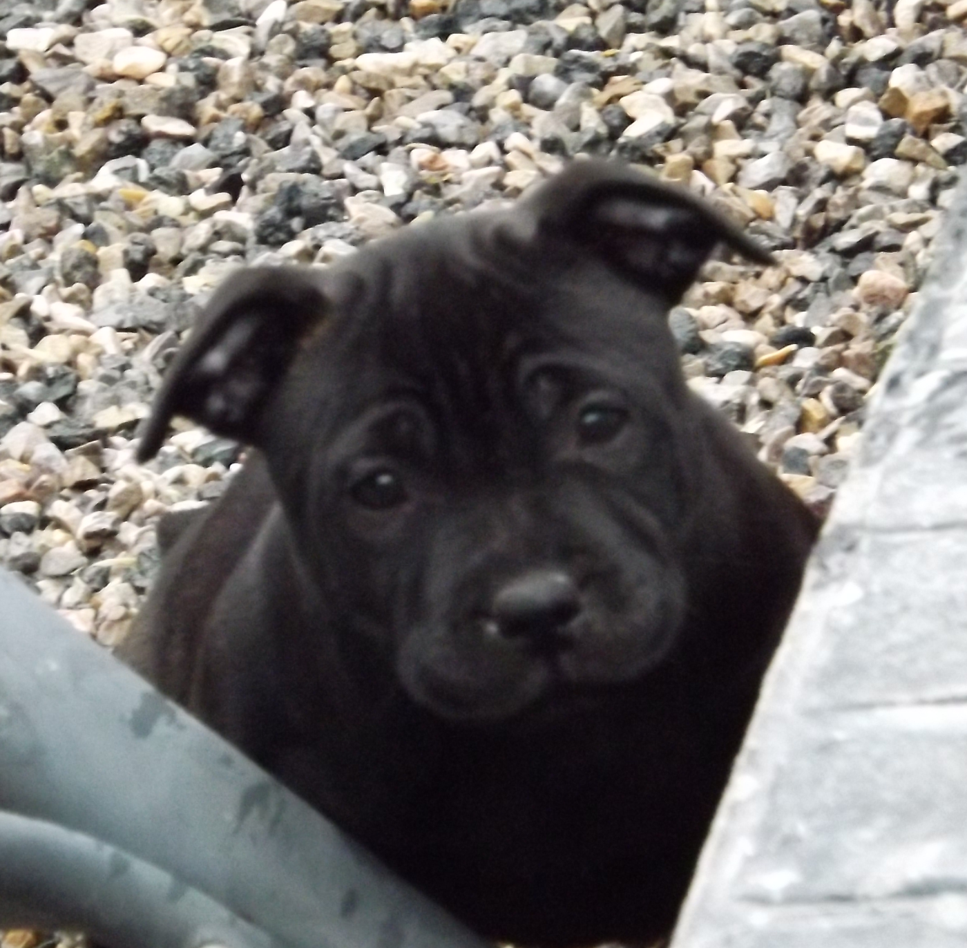 Dog's Rider  - Chiots disponibles - Staffordshire Bull Terrier