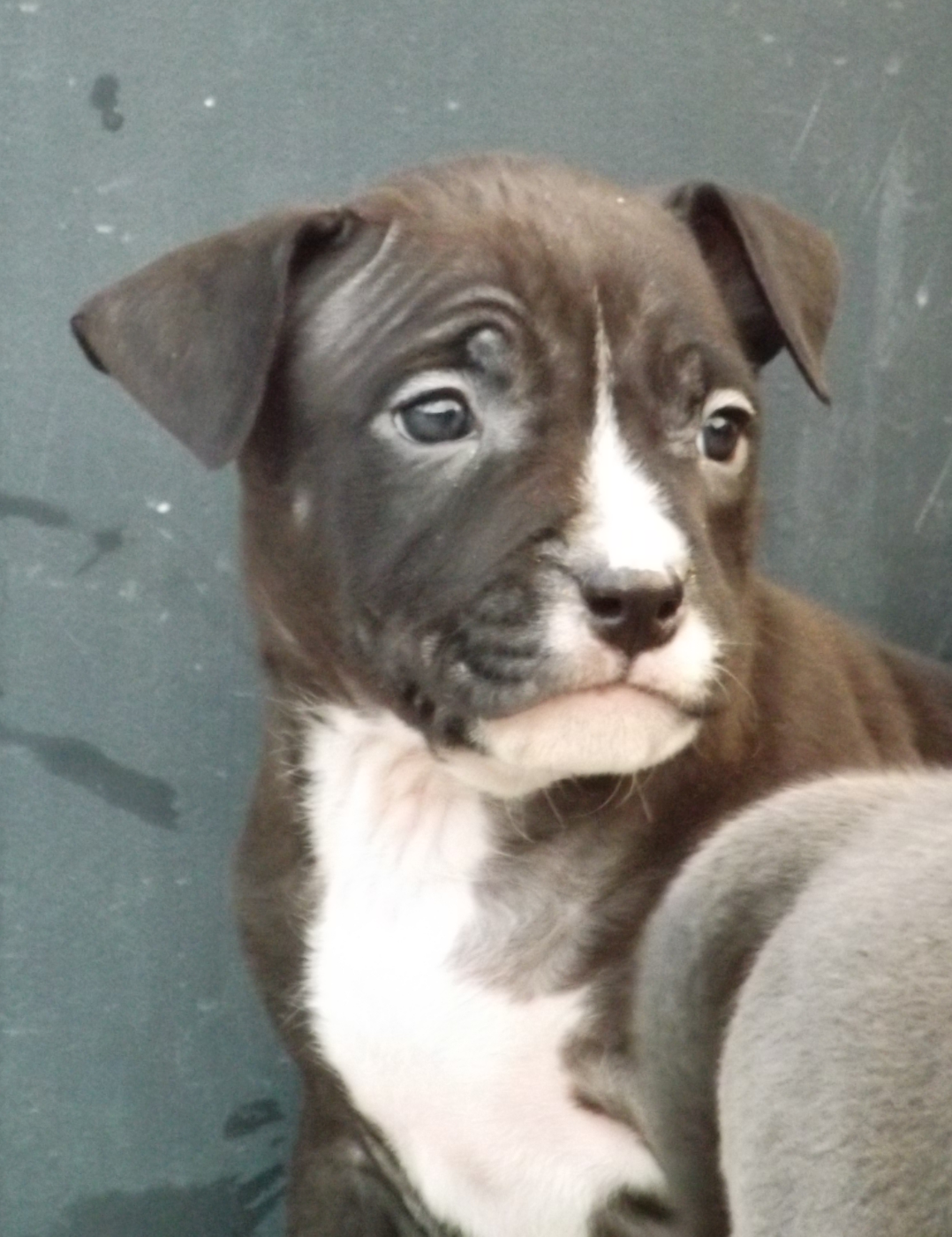 Dog's Rider  - Chiots disponibles - American Staffordshire Terrier