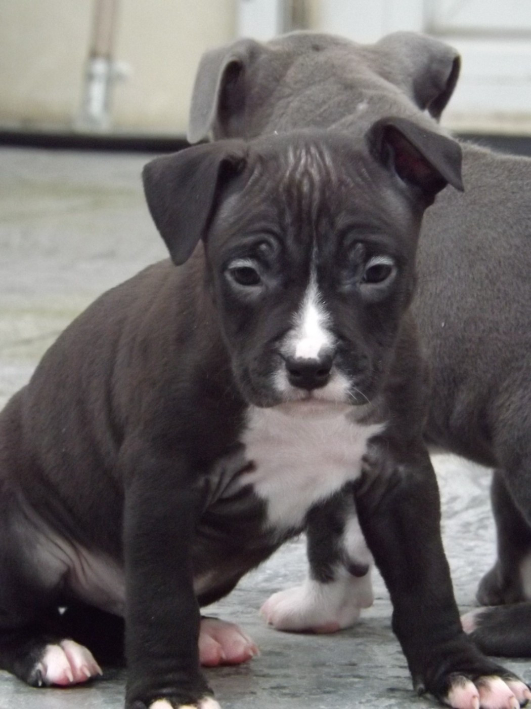 Chiot American Staffordshire Terrier Dog's Rider 