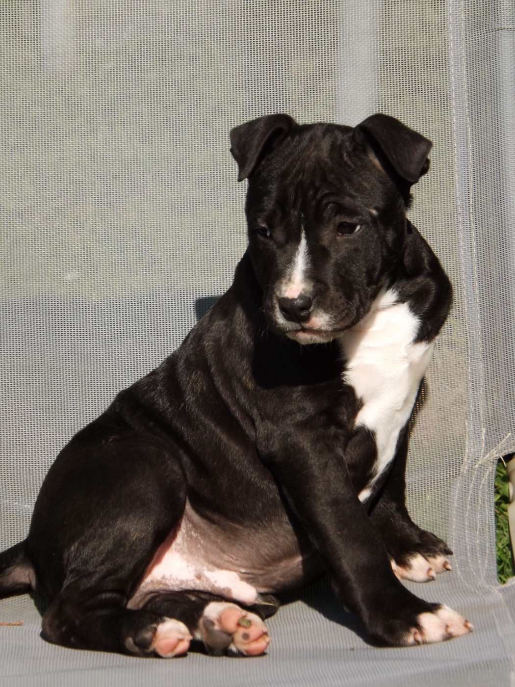 Chiot American Staffordshire Terrier Dog's Rider 