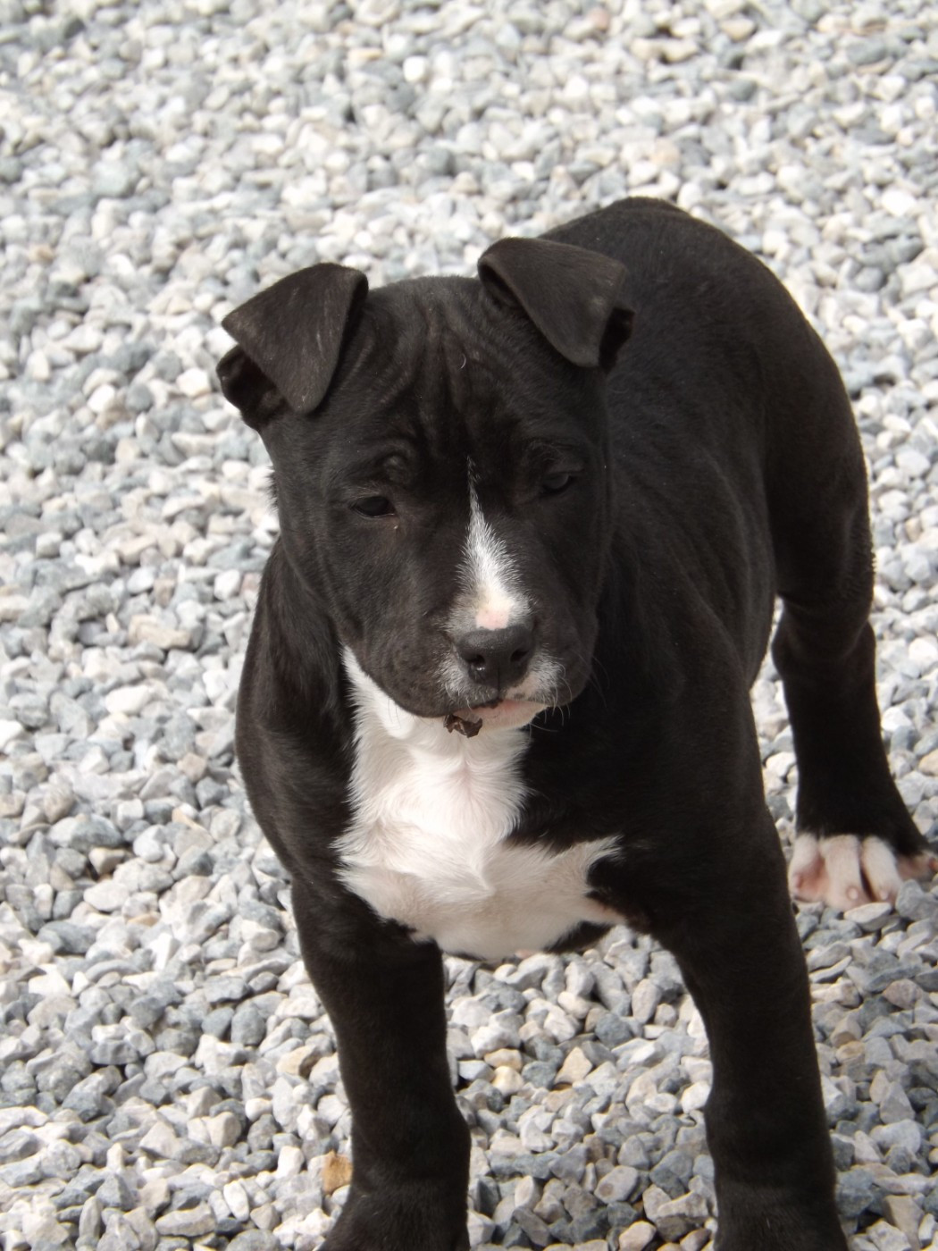 Dog's Rider  - Chiots disponibles - American Staffordshire Terrier