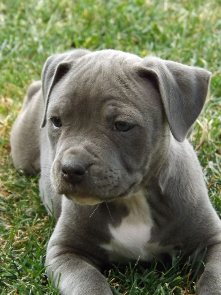 Dog's Rider  - Chiots disponibles - American Staffordshire Terrier