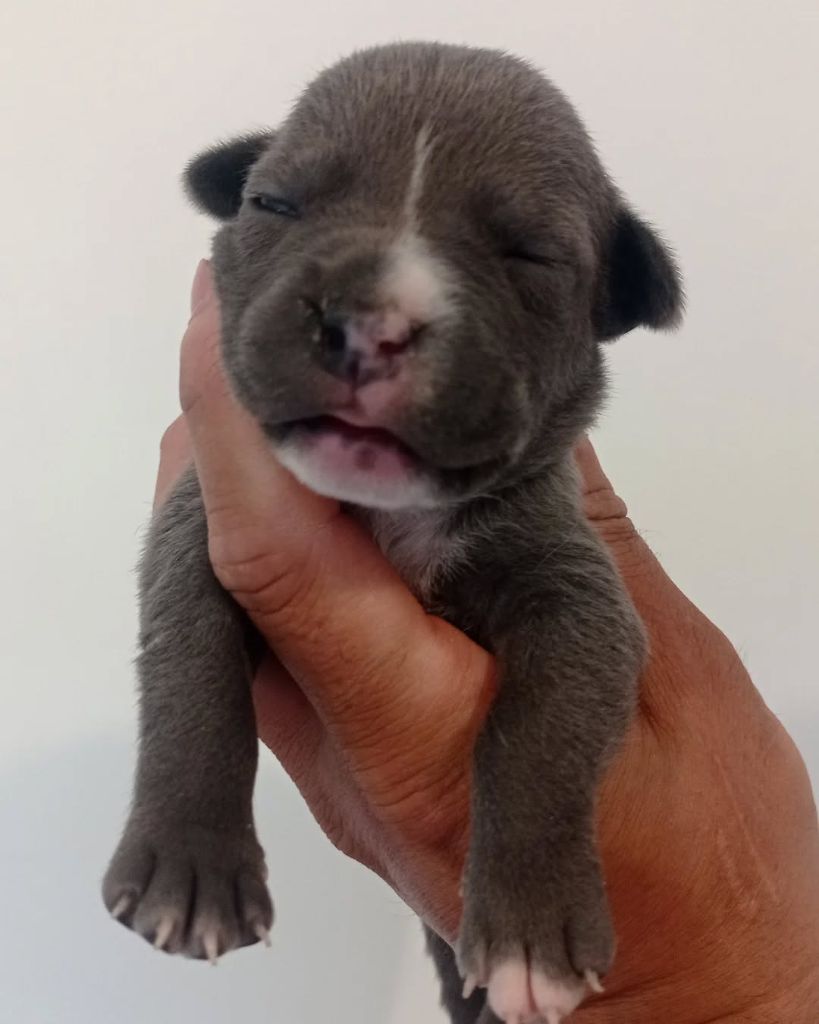 Dog's Rider  - Chiots disponibles - American Staffordshire Terrier