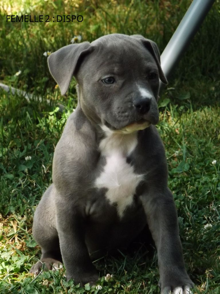 Dog's Rider  - Chiots disponibles - American Staffordshire Terrier