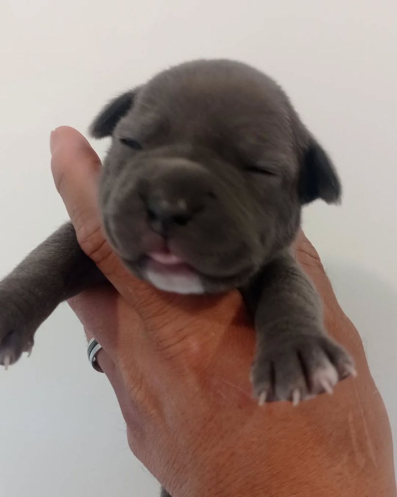Dog's Rider  - Chiots disponibles - American Staffordshire Terrier