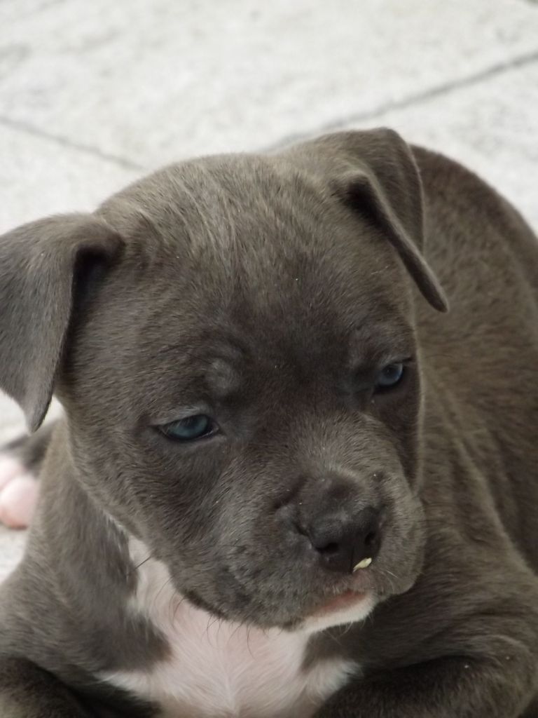 Dog's Rider  - Chiots disponibles - American Staffordshire Terrier