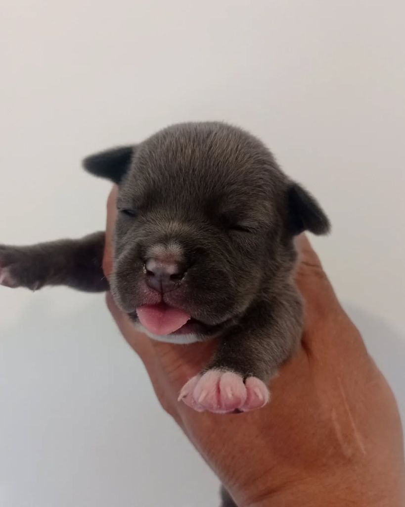 Dog's Rider  - Chiots disponibles - American Staffordshire Terrier