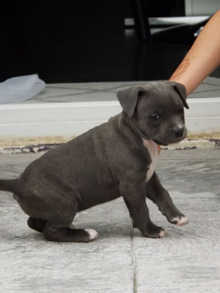 Dog's Rider  - Chiots disponibles - American Staffordshire Terrier