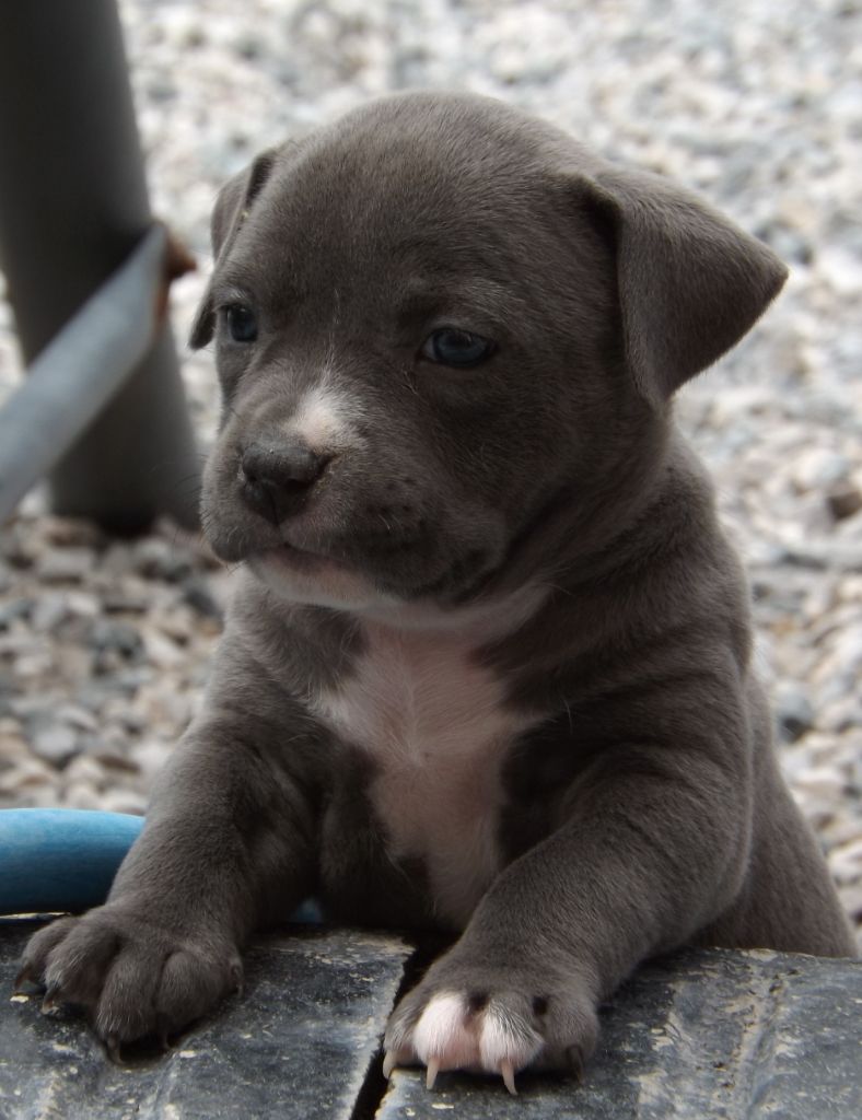 Dog's Rider  - Chiots disponibles - American Staffordshire Terrier