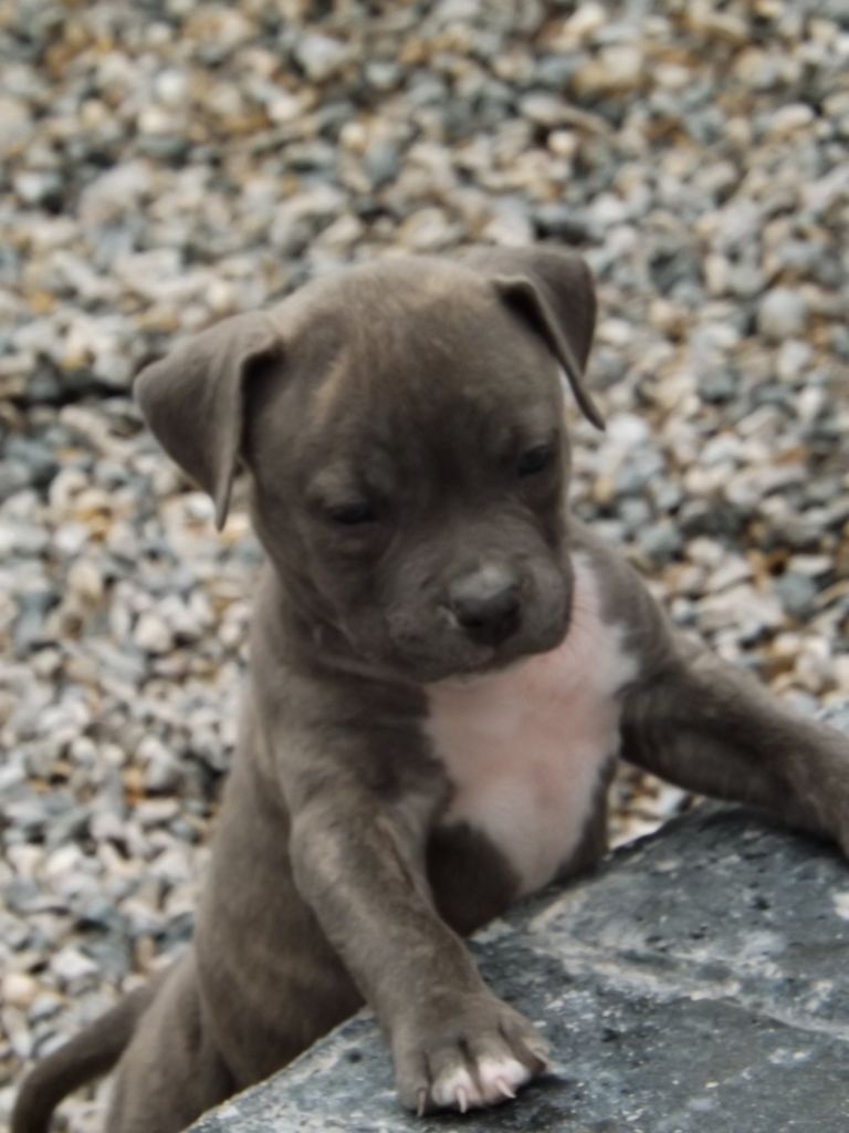 Dog's Rider  - Chiots disponibles - American Staffordshire Terrier