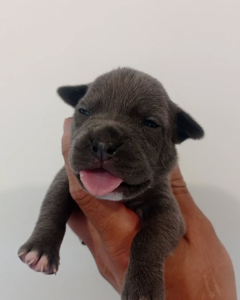 Dog's Rider  - Chiots disponibles - American Staffordshire Terrier