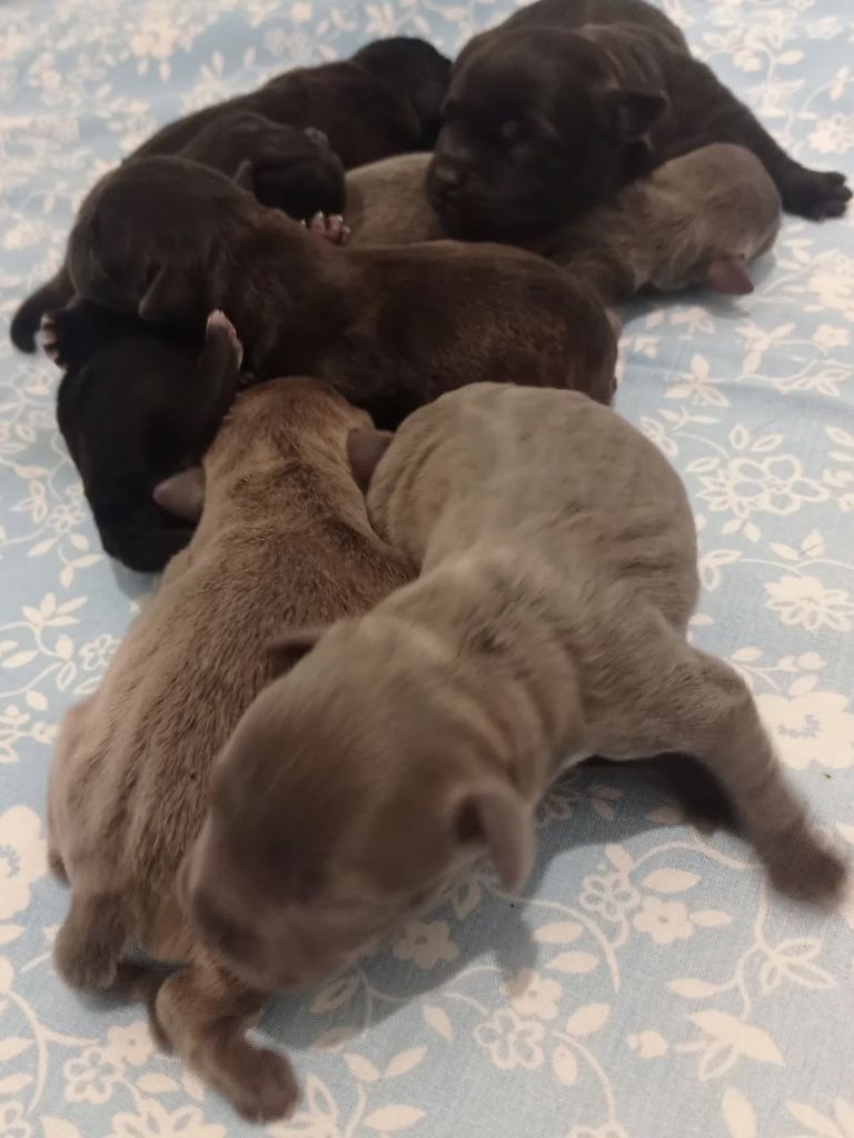 Dog's Rider  - Staffordshire Bull Terrier - Portée née le 19/10/2025