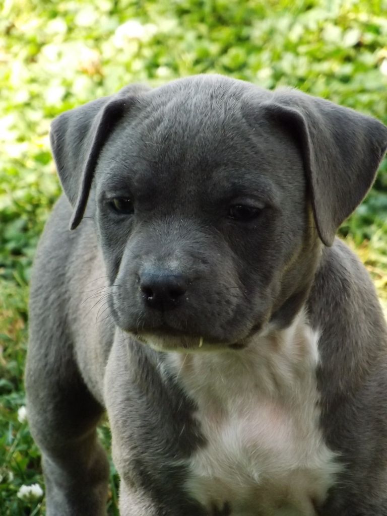 Dog's Rider  - Chiots disponibles - American Staffordshire Terrier