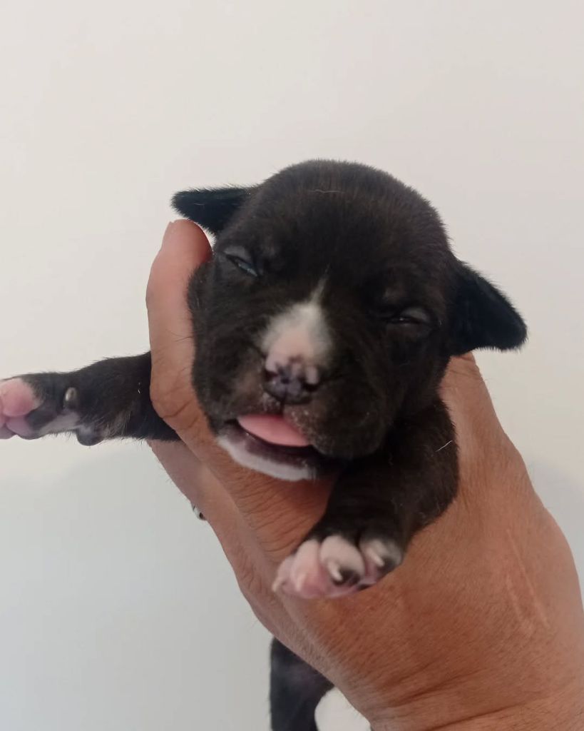 Dog's Rider  - Chiots disponibles - American Staffordshire Terrier