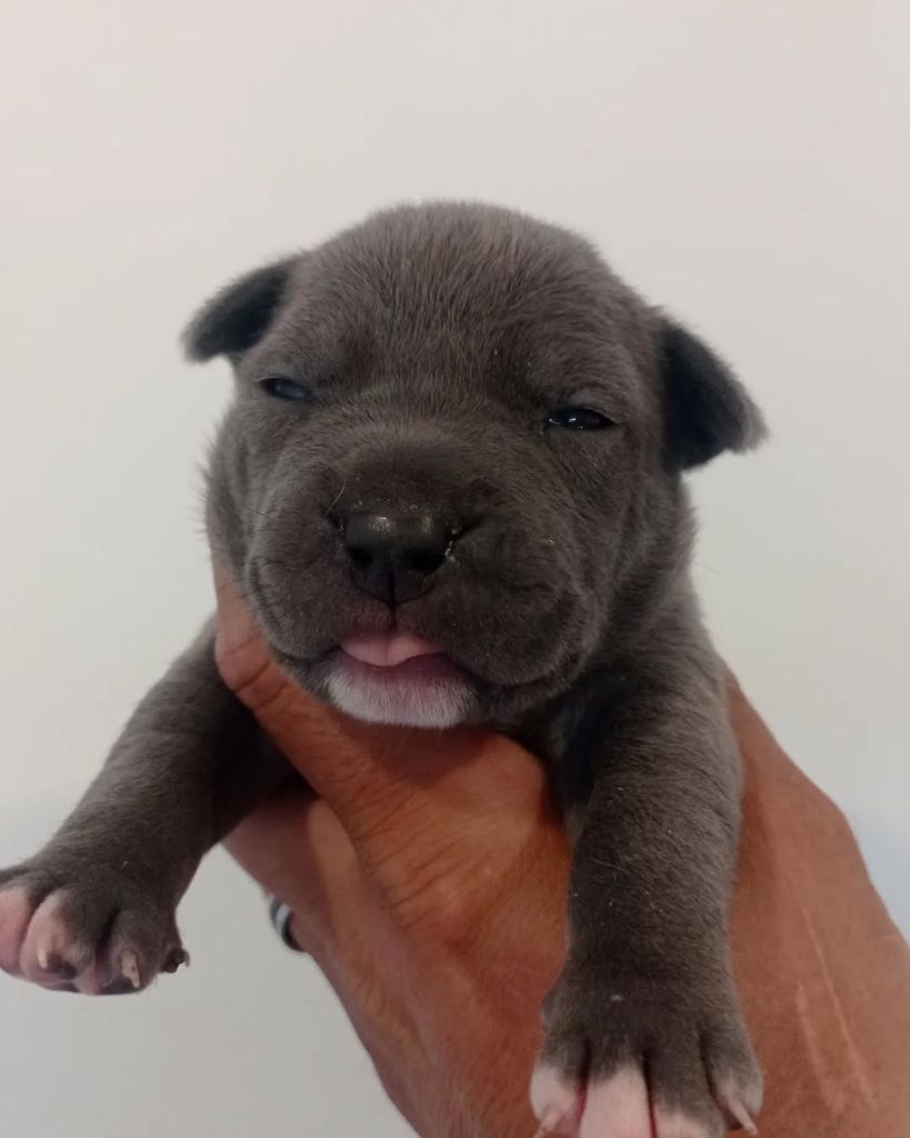 Dog's Rider  - Chiots disponibles - American Staffordshire Terrier