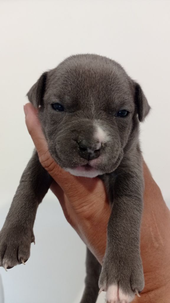 Dog's Rider  - Chiots disponibles - American Staffordshire Terrier