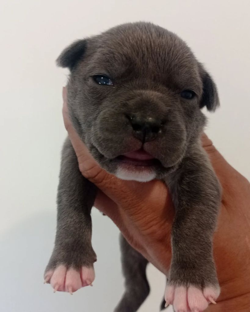 Dog's Rider  - Chiots disponibles - American Staffordshire Terrier