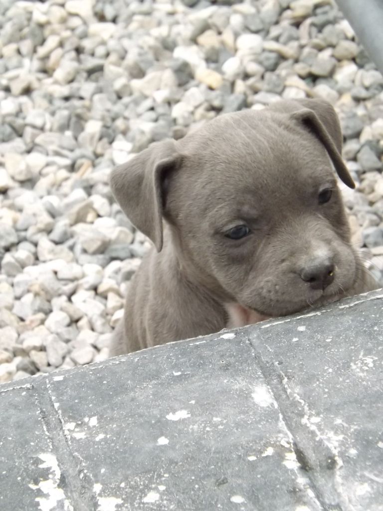 Dog's Rider  - Chiots disponibles - American Staffordshire Terrier