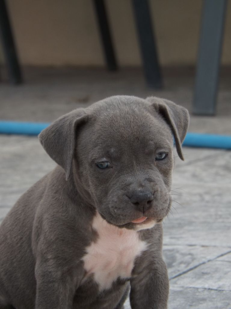 Dog's Rider  - Chiots disponibles - American Staffordshire Terrier