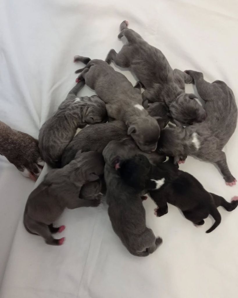 Chiot American Staffordshire Terrier Dog's Rider
