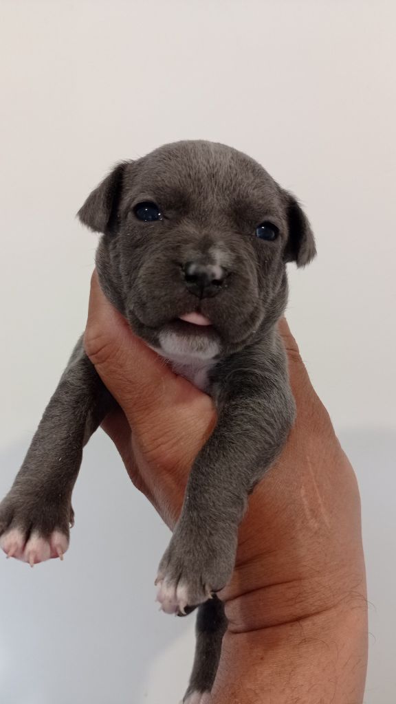 Dog's Rider  - Chiots disponibles - American Staffordshire Terrier