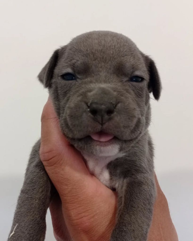 Dog's Rider  - Chiots disponibles - American Staffordshire Terrier